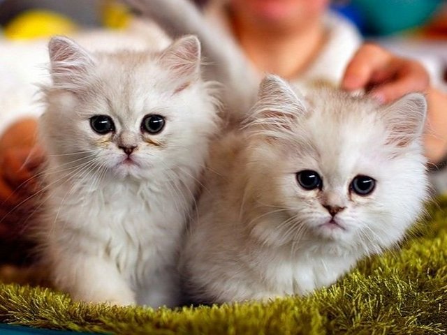 Породы кошек в Волосово | ЗооТом портал о животных