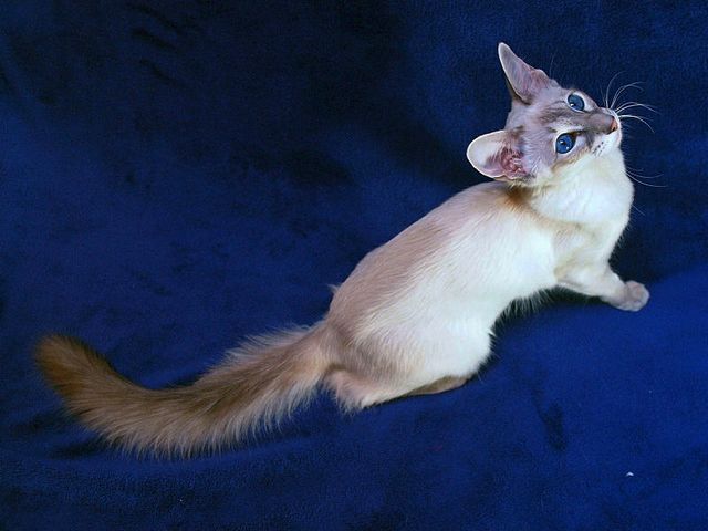 Выведенные породы кошек в Волосово | ЗооТом портал о животных