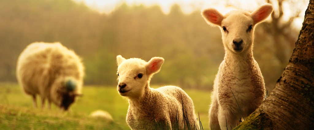 Объявления о сельскохозяйственных животных | ЗооТом - продажа, вязка и услуги для животных в Волосово