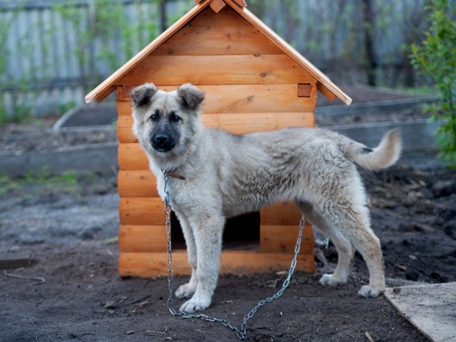 Все о собаках в Волосово